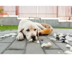 Best Puppy Schools in Perth