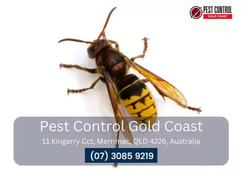 Home Insect Control Gold Coast – Residential Pest Services