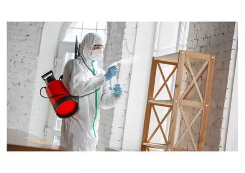 Avail Hassle-Free Termite Treatment in Northern Beaches!