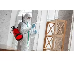 Avail Hassle-Free Termite Treatment in Northern Beaches!