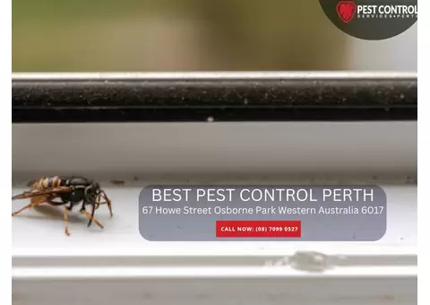 Pest Control Rockingham – Expert Solutions for Your Home