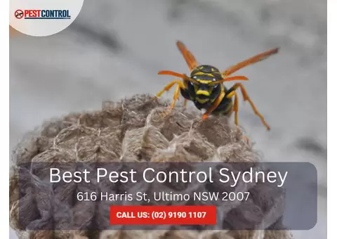 Commercial Pest Control Services in Sydney – Trusted Solutions