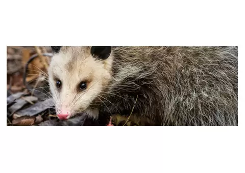 Dereks Possum Removal Brisbane - 2/2