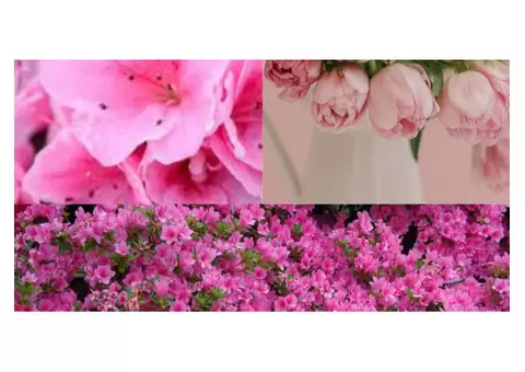 Lilly Pilly Hedges, Trees and Plants for sale