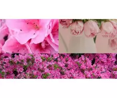Lilly Pilly Hedges, Trees and Plants for sale