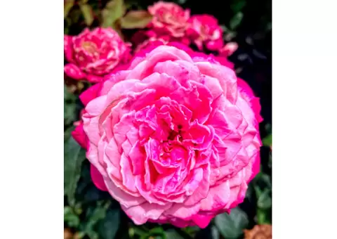 Bring Garden Dreams to Life With Bare Root Roses for Sale