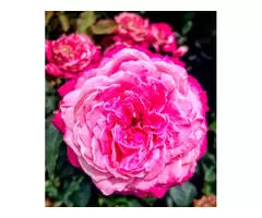 Bring Garden Dreams to Life With Bare Root Roses for Sale