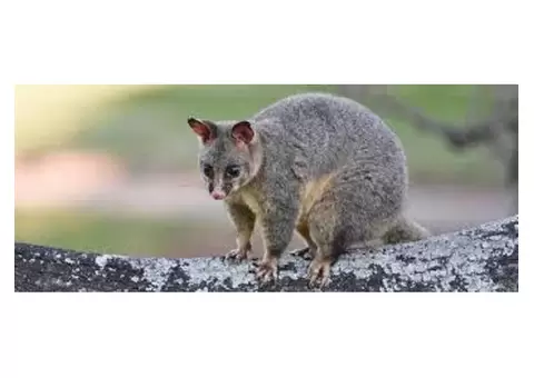 Dereks Wasp Removal Melbourne - 2/2