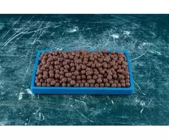 What’s the Role of Antioxidants in LifeWise Biotic Skin?