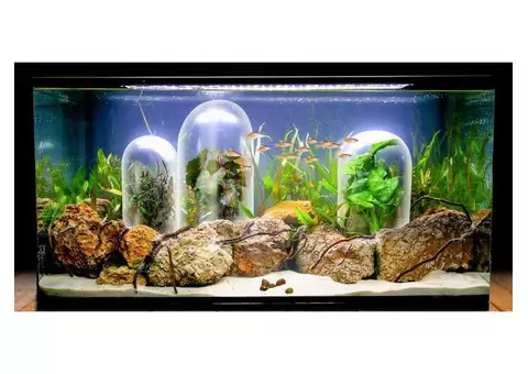 Aquarium Cleaning Services In Sydney