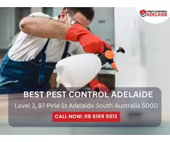 Termite Exterminator Services in Adelaide – Protect Your Property
