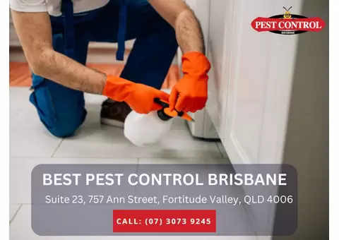 Termite Inspection Services in Brisbane – Early Detection & Prevention