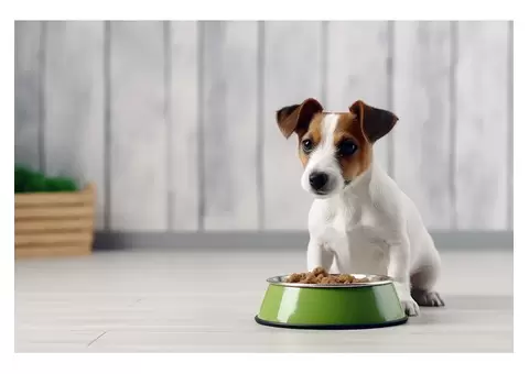 Can LifeWise Biotic Skin Reduce Excessive Shedding in Dogs?