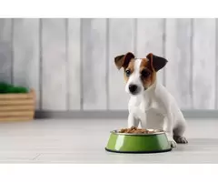 Can LifeWise Biotic Skin Reduce Excessive Shedding in Dogs?