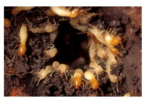 Pest Control Bundoora