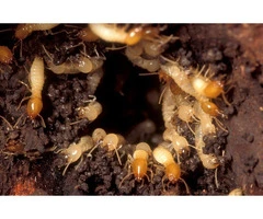 Pest Control Bundoora