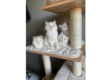 Purebred Ragdoll Kittens (2 Sisters & 1 Male) - 1/10