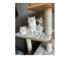Purebred Ragdoll Kittens (2 Sisters & 1 Male)