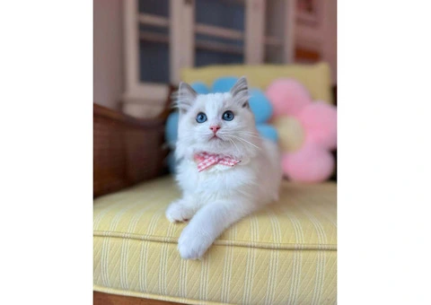 Purebred Ragdoll Kittens (2 Sisters & 1 Male) - 2/10