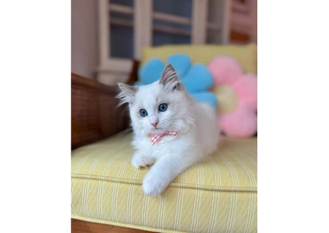 Purebred Ragdoll Kittens (2 Sisters & 1 Male) - 3/10