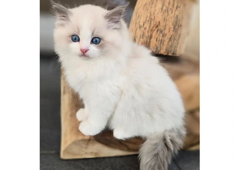 Purebred Ragdoll Kittens (2 Sisters & 1 Male) - 4/10