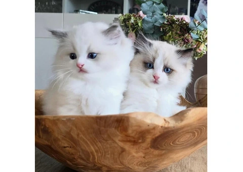 Purebred Ragdoll Kittens (2 Sisters & 1 Male) - 5/10
