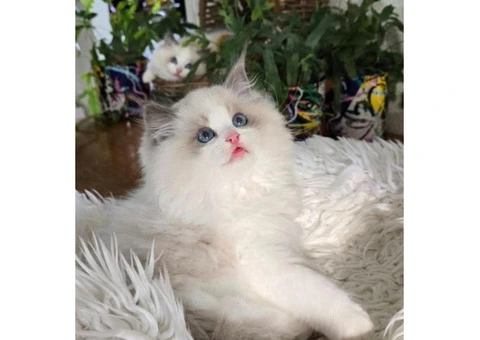 Purebred Ragdoll Kittens (2 Sisters & 1 Male) - 6/10