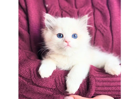 Purebred Ragdoll Kittens (2 Sisters & 1 Male) - 7/10