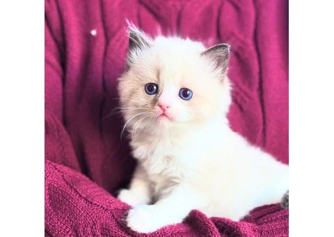 Purebred Ragdoll Kittens (2 Sisters & 1 Male) - 8/10