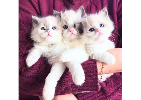 Purebred Ragdoll Kittens (2 Sisters & 1 Male) - 9/10