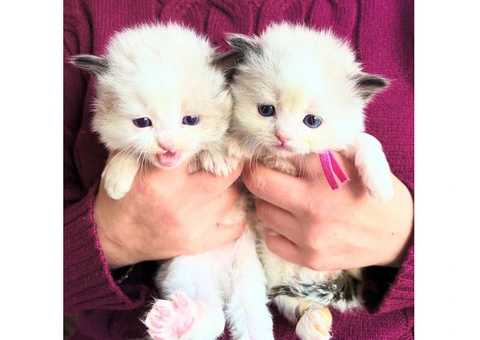 Purebred Ragdoll Kittens (2 Sisters & 1 Male) - 10/10