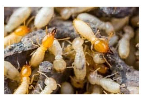 Pest Removal Canberra – Fast and Effective Pest Solutions