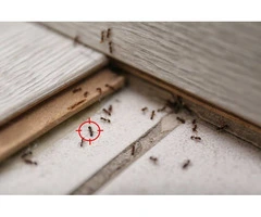 Bed Bug Removal Sydney – Fast & Reliable Bed Bug Control