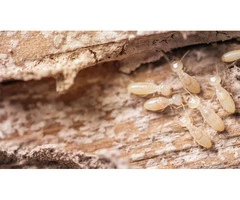 Commercial Pest Control Sydney – Protect Your Business with Reliable Pest Solutions