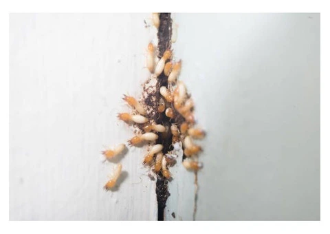 Pest Exterminators Adelaide – Fast and Safe Pest Removal