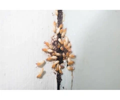 Pest Exterminators Adelaide – Fast and Safe Pest Removal