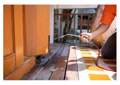 Termite Exterminator Adelaide – Professional Termite Removal Services