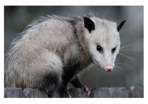 Possum Removal Sydney: Fast & Humane Solutions!