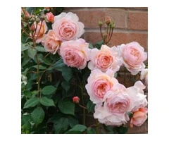 Add Timeless Charm To Your Garden with David Austin Roses