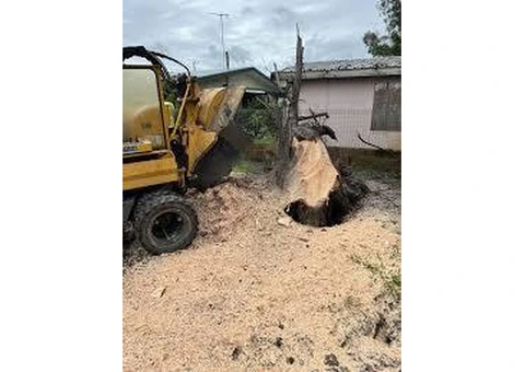 Expert Tree Stump Removal on the Gold Coast