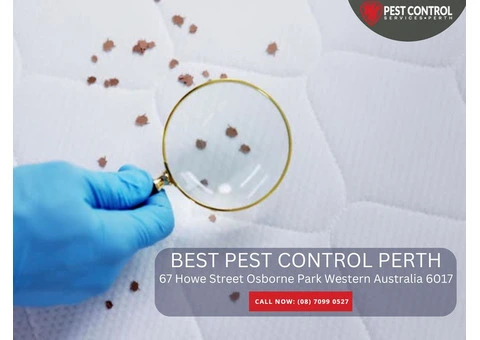 Pest Management Perth – Long-Term Pest Solutions