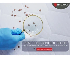 Pest Management Perth – Long-Term Pest Solutions
