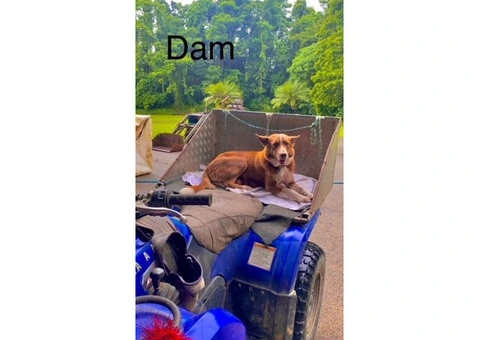 kelpie collie pups from working parents - 6/9