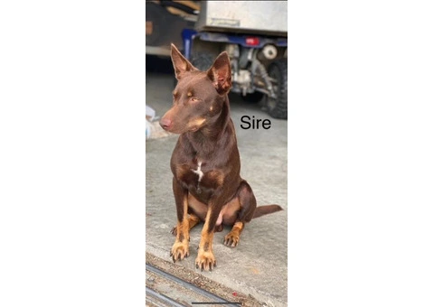 kelpie collie pups from working parents - 7/9