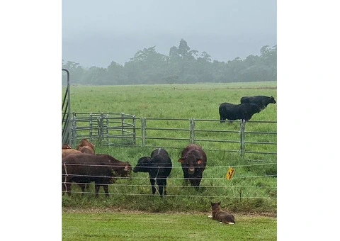 kelpie collie pups from working parents - 8/9