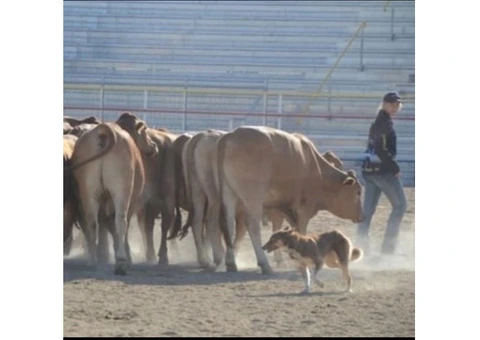 kelpie collie pups from working parents - 9/9