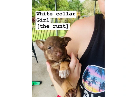 kelpie collie pups from working parents - 3/9