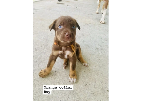 kelpie collie pups from working parents - 4/9
