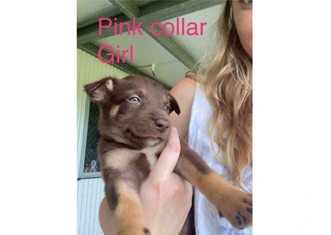 kelpie collie pups from working parents - 1/9