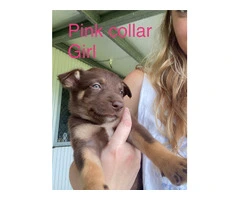 kelpie collie pups from working parents